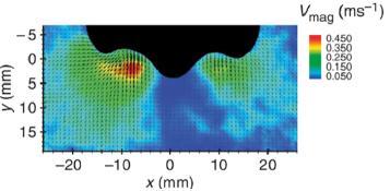 嗅觉|用嗅觉分辨方向，其实人类的鼻子也很灵啊！