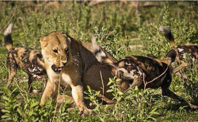 野狗捕杀小狮子,下一秒母狮爆发了,场面太震撼!