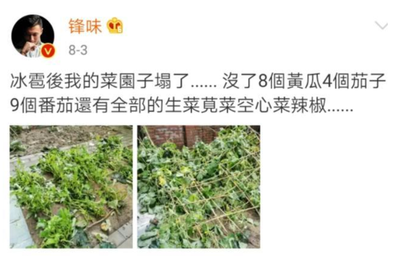 谢霆锋|为何谢霆锋成了王菲的“真命天子”？三个原因