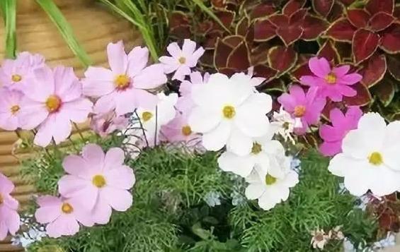 喜欢养花种草 秋季盆栽就先摸清这些关系 保障植物健康成长 腾讯网