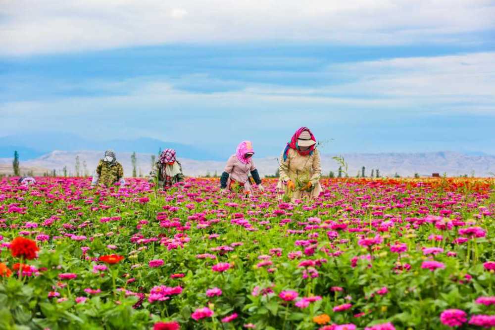 新疆呼图壁:花卉产业铺就芬芳致富路_腾讯新闻