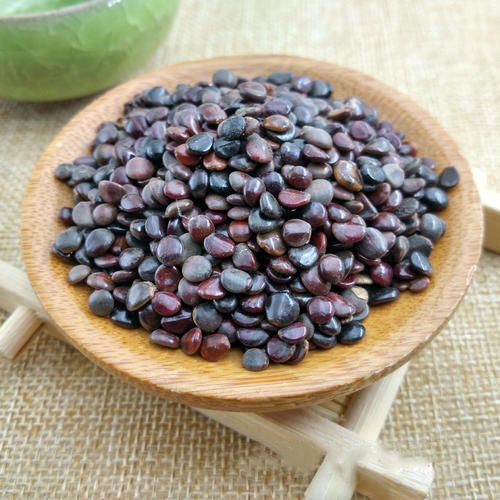 每天学一味中药,枳椇子!