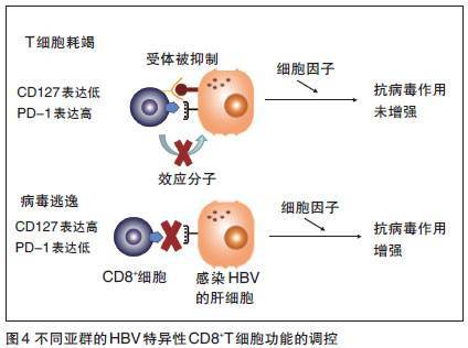 乙肝|乙肝新药开发，纠正无法检测特异反应机制，组合含GS 9688