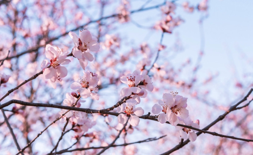 北京奥林匹克公园|2020北京奥林匹克公园赏花攻略 目前只有只开放了南园的南门