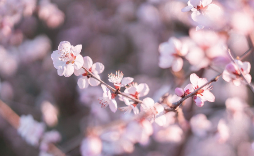 北京奥林匹克公园|2020北京奥林匹克公园赏花攻略 目前只有只开放了南园的南门