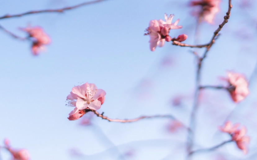 北京奥林匹克公园|2020北京奥林匹克公园赏花攻略 目前只有只开放了南园的南门