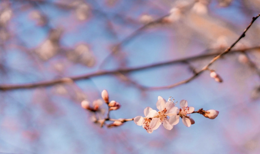 北京奥林匹克公园|2020北京奥林匹克公园赏花攻略 目前只有只开放了南园的南门