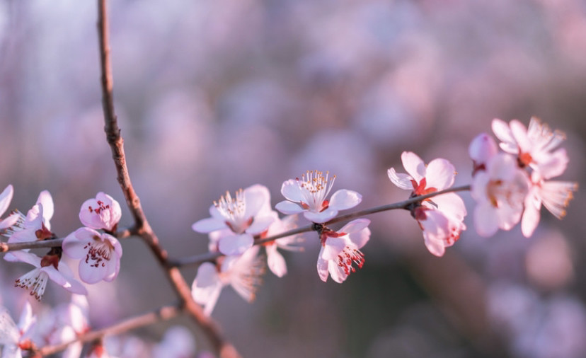 北京奥林匹克公园|2020北京奥林匹克公园赏花攻略 目前只有只开放了南园的南门