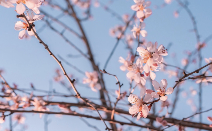 北京奥林匹克公园|2020北京奥林匹克公园赏花攻略 目前只有只开放了南园的南门