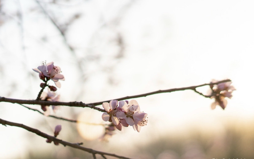 北京奥林匹克公园|2020北京奥林匹克公园赏花攻略 目前只有只开放了南园的南门