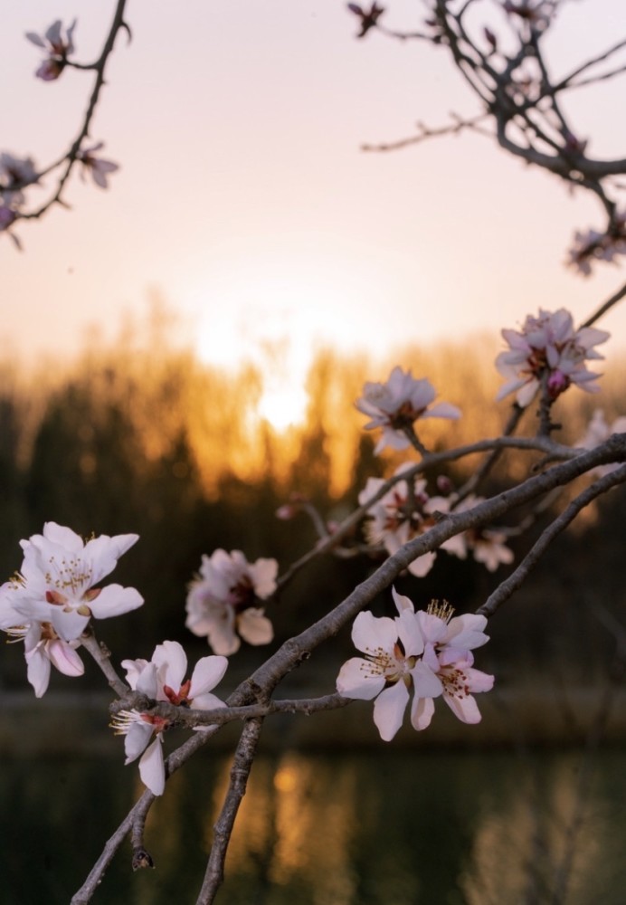 北京奥林匹克公园|2020北京奥林匹克公园赏花攻略 目前只有只开放了南园的南门