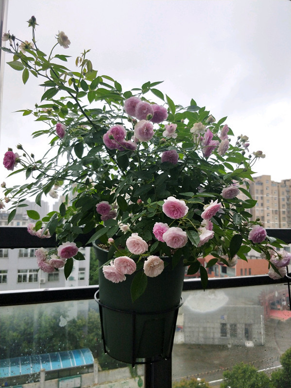 麻吉婶婶,专为阳台而生的盆栽月季,花朵又美又香,花期几乎全年