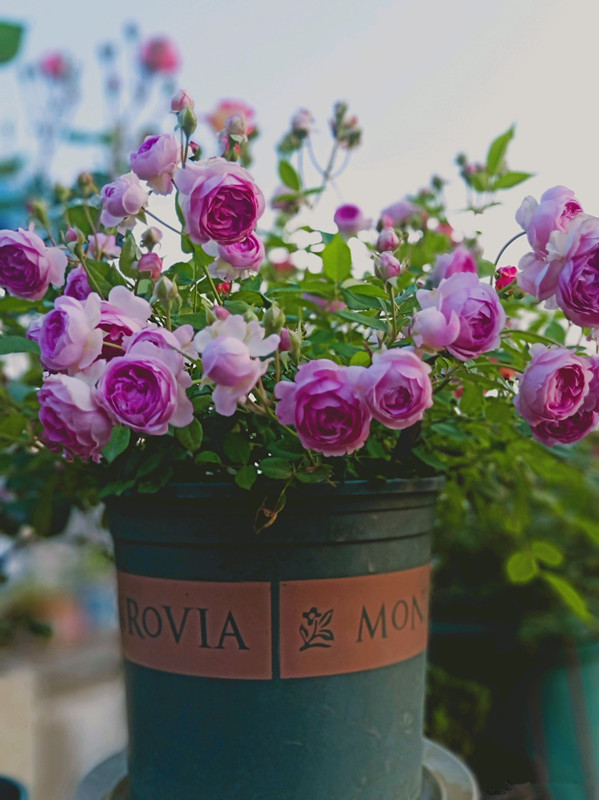 麻吉婶婶专为阳台而生的盆栽月季花朵又美又香花期几乎全年