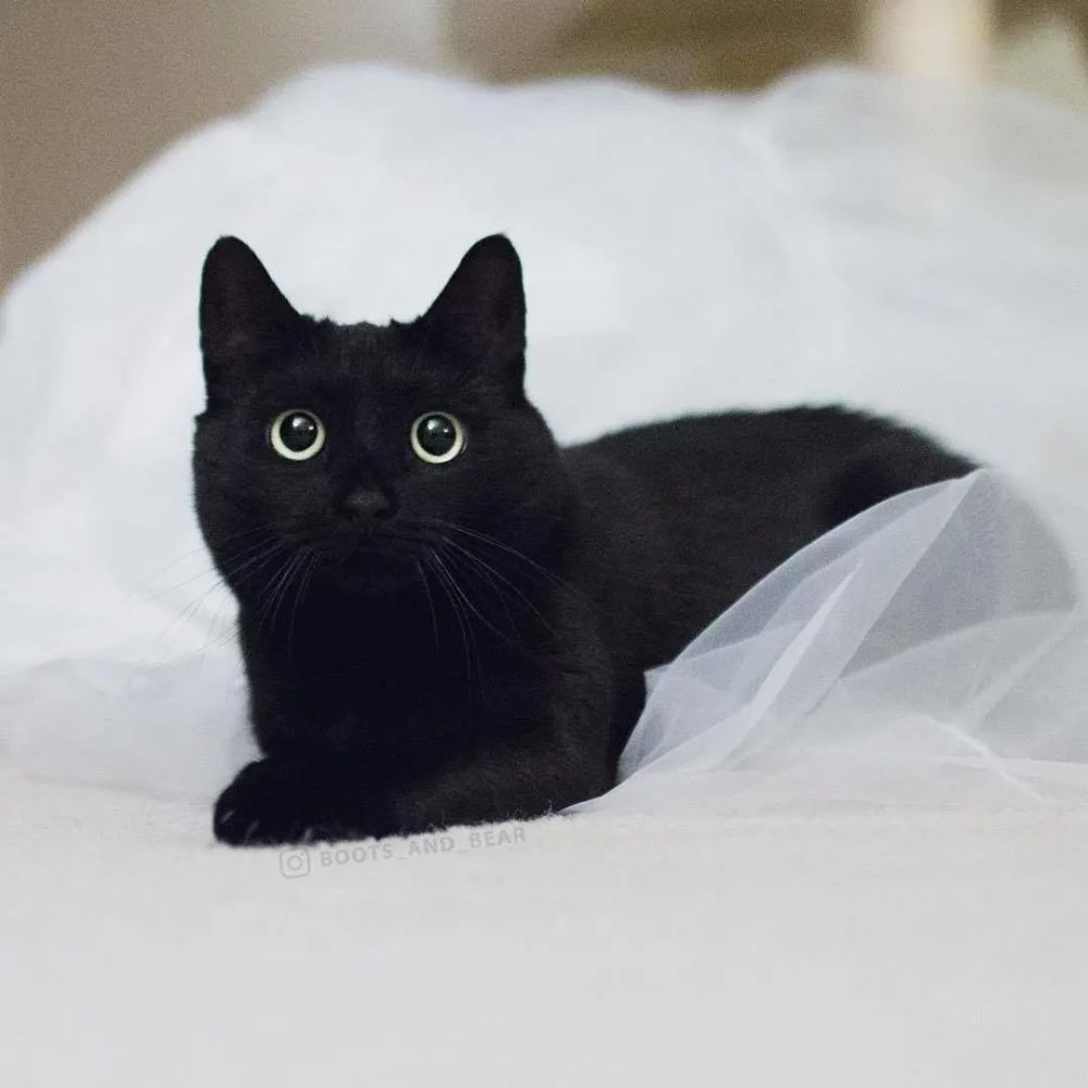 我怀疑黑猫是外星生物,并且找到证据!_腾讯新闻