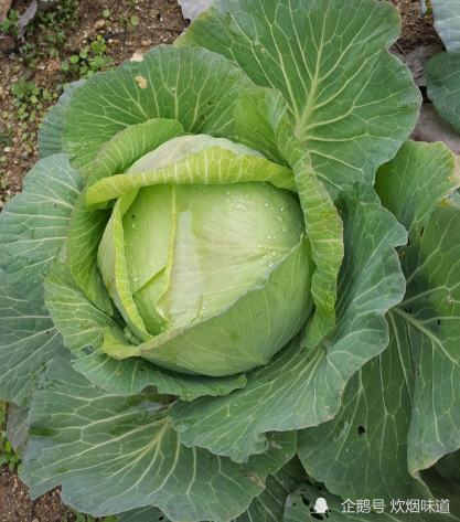 我是新疆的,我们这里叫包包菜