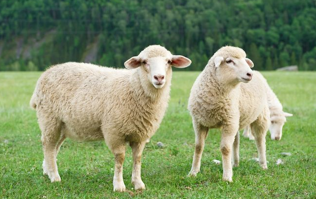 在工作中,属羊的人可以步步高升,得到许多偏财,在欢呼声和花束中迈向