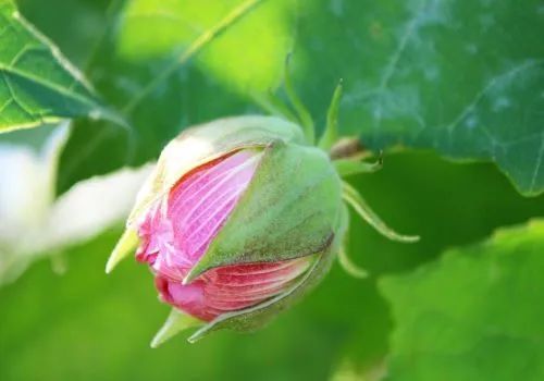 古典诗词里的木槿花 有八种象征意义 看后受益 腾讯新闻