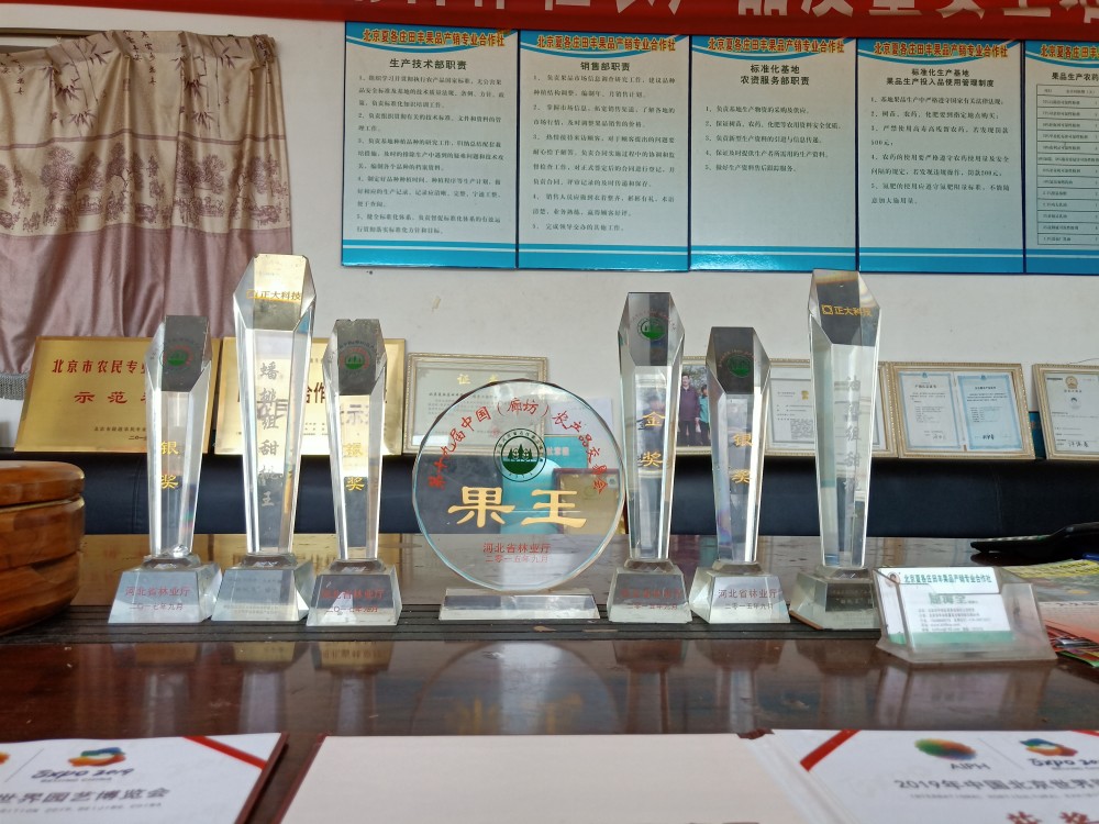 屈海全|桃王屈海全：36年种植“良心桃”，带动桃农共同致富