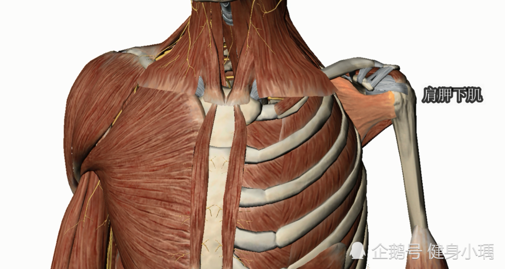 肌肉解剖科普—什么是肩袖肌群?一篇文章带来了解这个关键的肌群