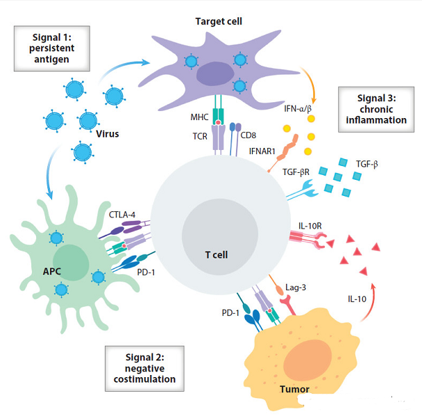 免疫检查点抑制剂阻断这些信号,已经证实其良好的抗肿瘤作用,逆转耗竭