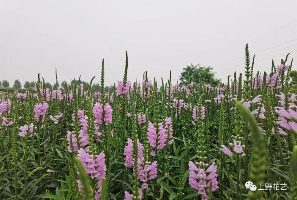 假龙头花 愿望达成 节节高升 腾讯新闻