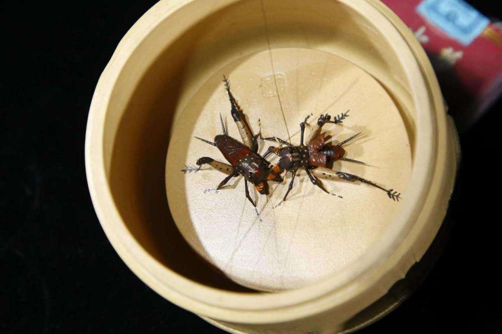 此外还有油葫芦和蝈蝈,北京管这个叫玩鸣虫,从养蝈蝈的种类多如牛毛.