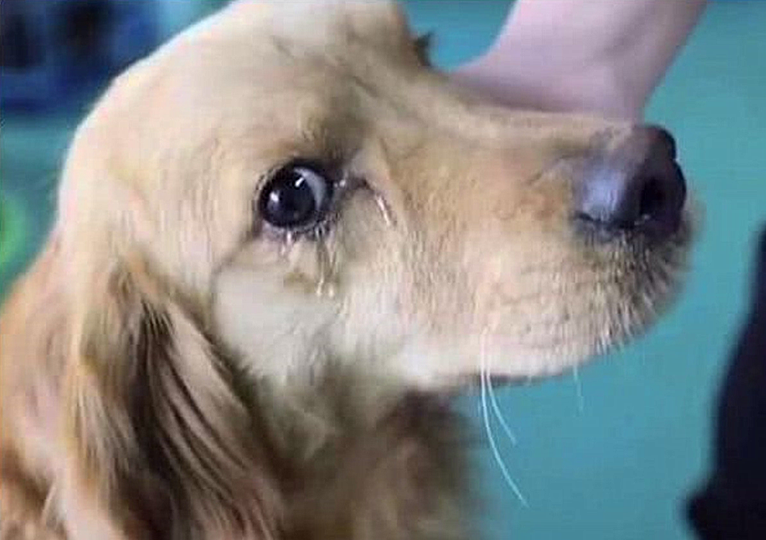 从狗肉市场救出金毛后看到它的眼角泪目了不会让你再受苦了