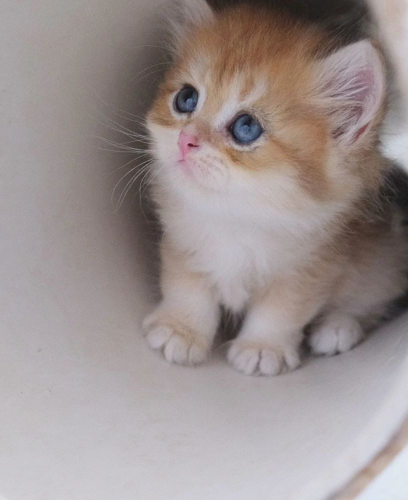 公猫的隐患 泌尿系统疾病 腾讯新闻