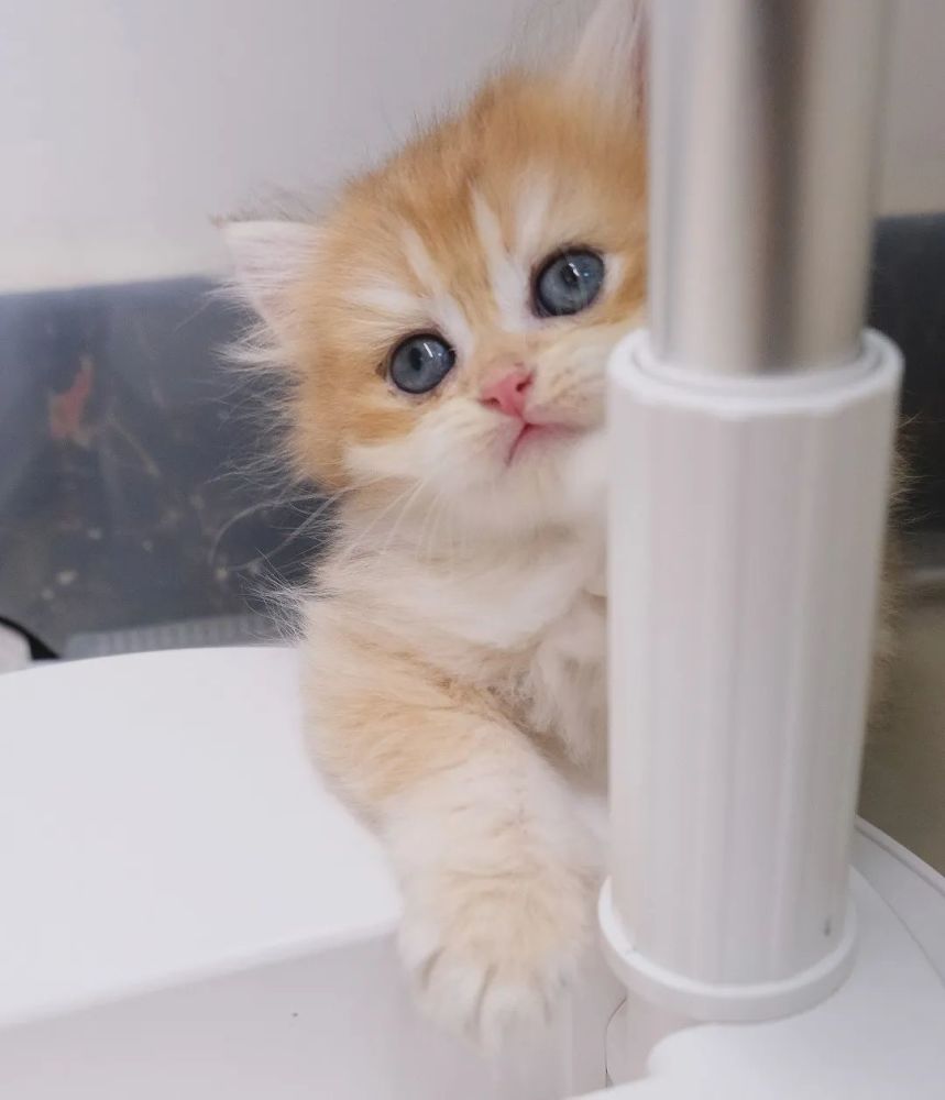 公猫的隐患 泌尿系统疾病 腾讯新闻