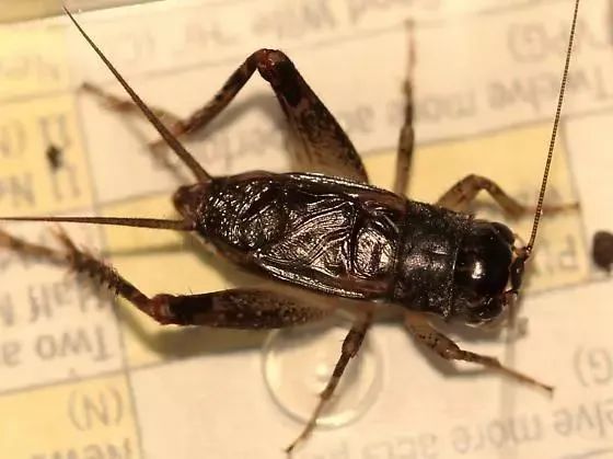 金钟儿|蝈蝈、蛐蛐、金钟儿傻傻分不清，教你认识夏夜的“歌手”们