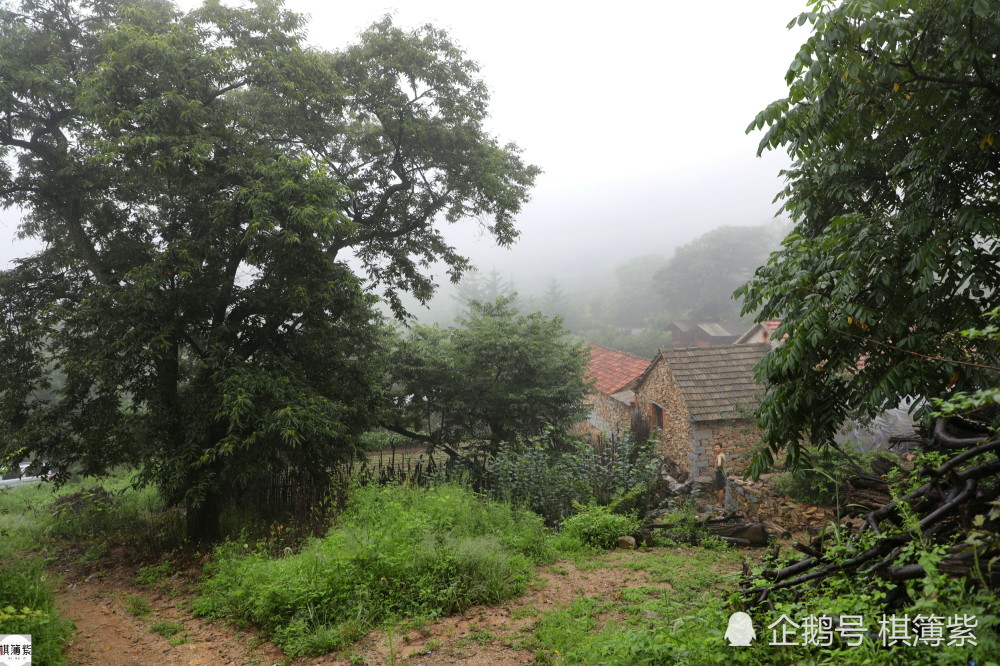 百岁村|辽东另类百岁村，最老的板栗树250年，远离尘世几乎被“遗忘”