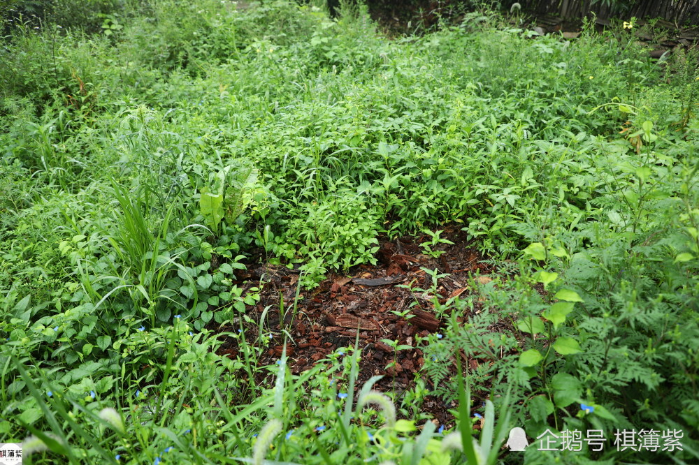 百岁村|辽东另类百岁村，最老的板栗树250年，远离尘世几乎被“遗忘”