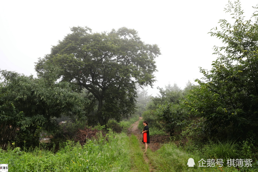 百岁村|辽东另类百岁村，最老的板栗树250年，远离尘世几乎被“遗忘”