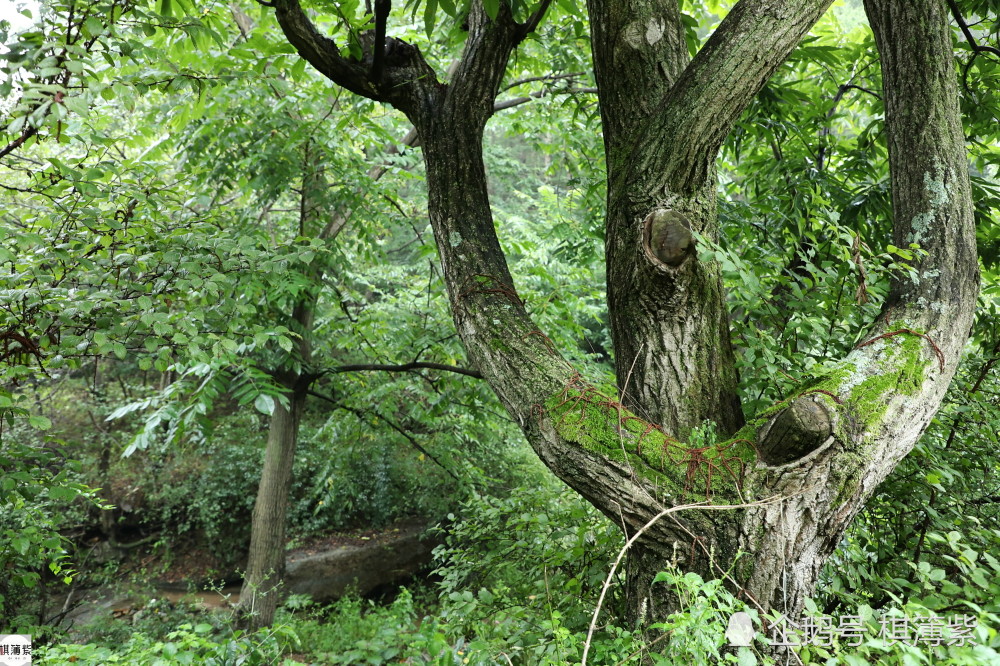 百岁村|辽东另类百岁村，最老的板栗树250年，远离尘世几乎被“遗忘”
