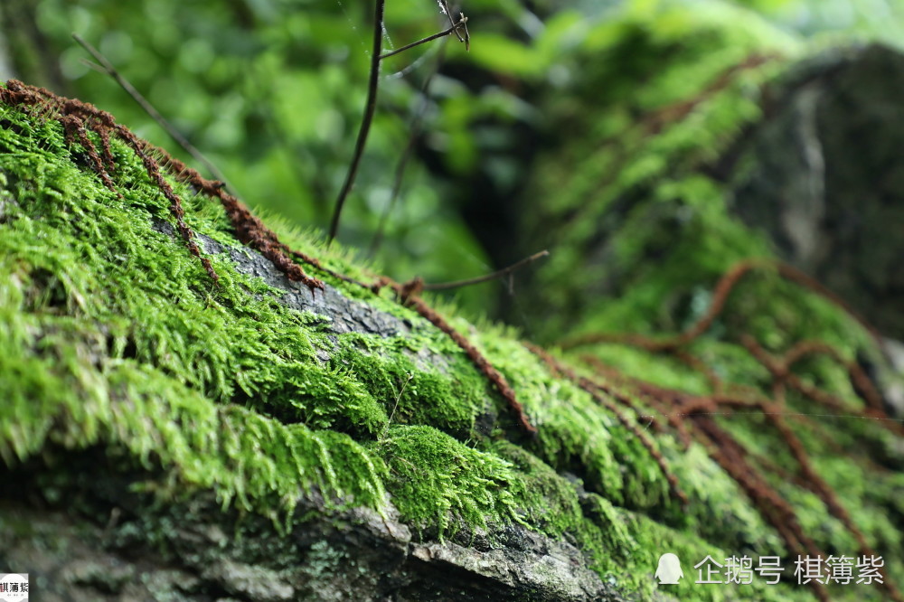 百岁村|辽东另类百岁村，最老的板栗树250年，远离尘世几乎被“遗忘”