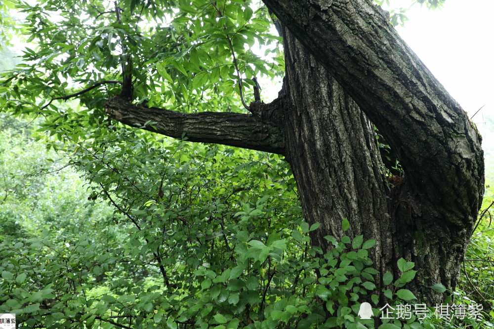 百岁村|辽东另类百岁村，最老的板栗树250年，远离尘世几乎被“遗忘”