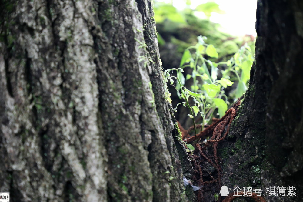 百岁村|辽东另类百岁村，最老的板栗树250年，远离尘世几乎被“遗忘”