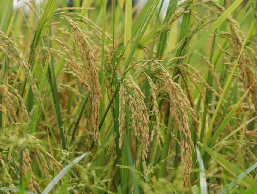 (嫩绿的稻谷谷子渐黄果实成熟)