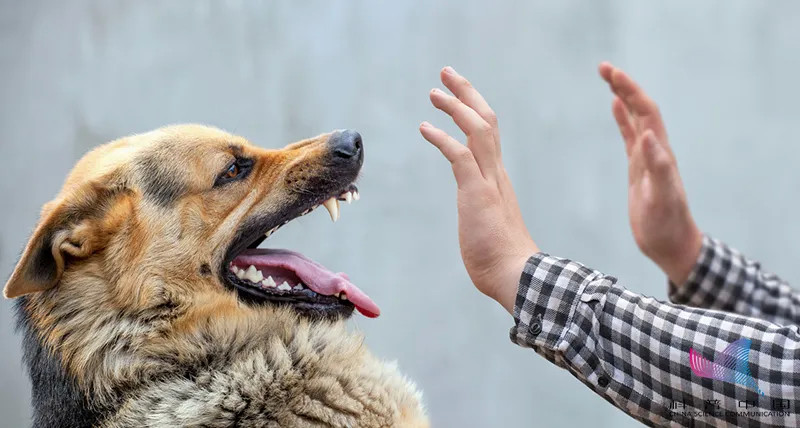 狂犬病毒|夏季高发！这种病致死率几乎100％！预防手段只有一种…