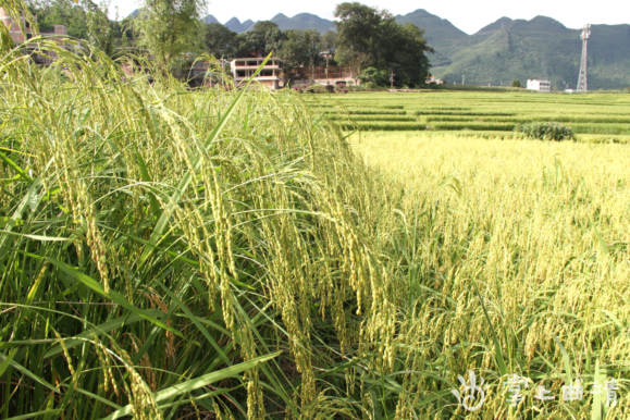 师宗黑尔村的丰收那歌