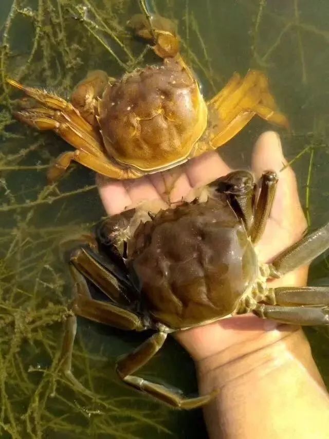 四,饲料 虾青素育肥最佳组合定期补充虾青素可以有效提升螃蟹抗应激
