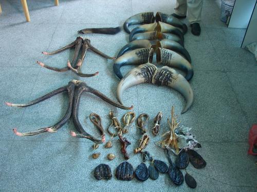 中国男子境外打工,捡到价值20万元"老虎骨"想泡酒喝,结果获刑5年