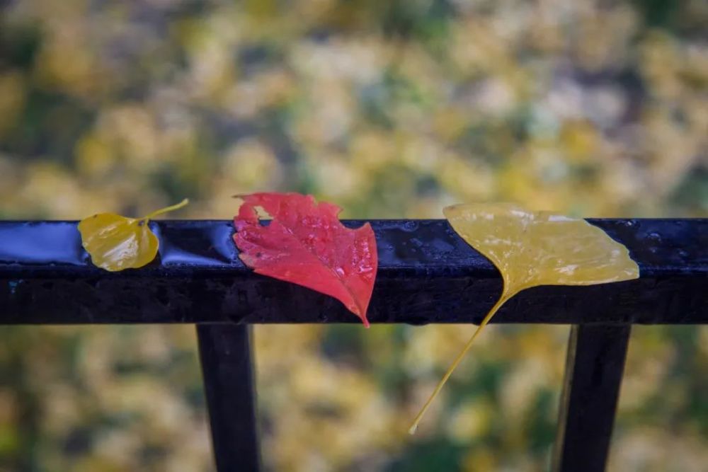 品读|60句“秋天”诗词，品读静美清秋