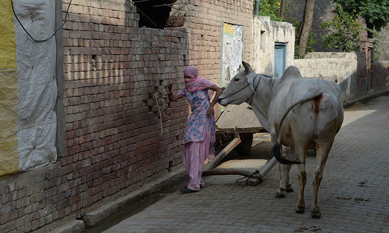 印度_社会|印度女子遭同村两名男子侵犯，丈夫得知后将妻子杀死后自杀
