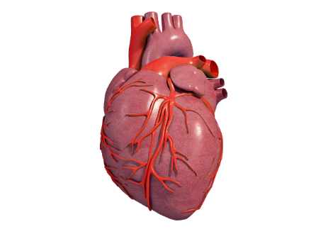 心脏病|哀悼！演员谢园因心脏病去世——心脏为什么会梗死？