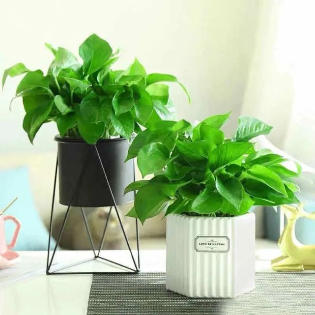 家里养绿萝这几个位置千万不要放一不小心就容易黄叶