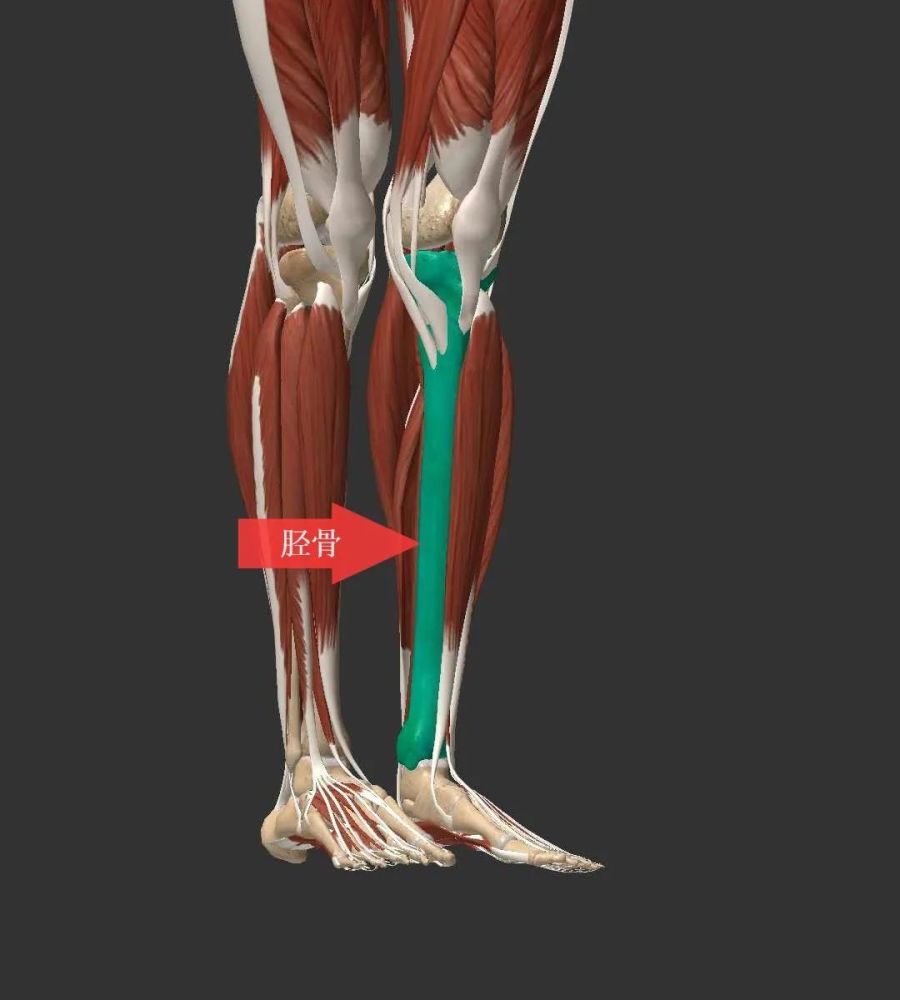 浅谈跑步造成胫骨前疼痛的原因及诊疗