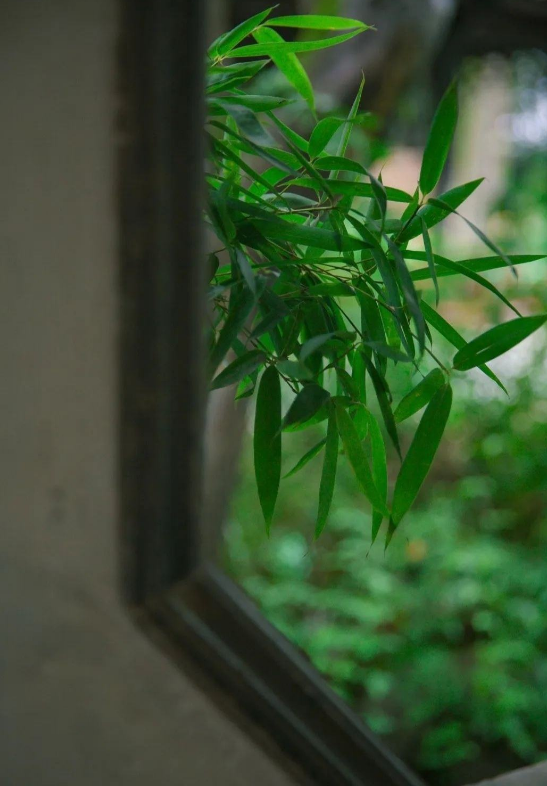 小窗獨坐聽秋雨,荷葉