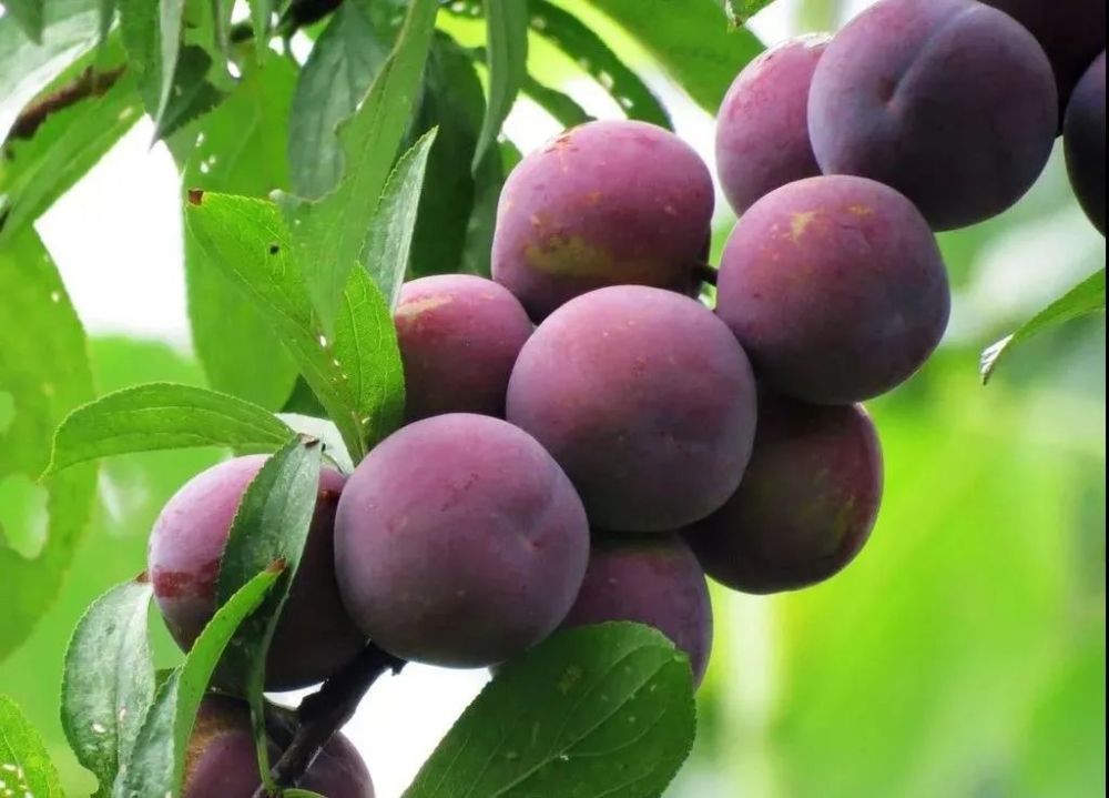 比进口车厘子还甜3°的西梅,为何最近价格持续走低?