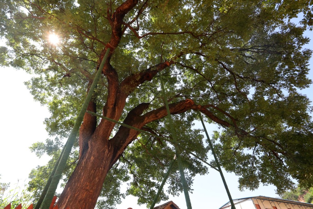 郑州散生古树接近4000株 该如何呵护这些绿色活化石?